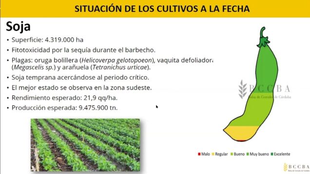 Campo Directo | BCCba: Evaluación de la actual campaña estival