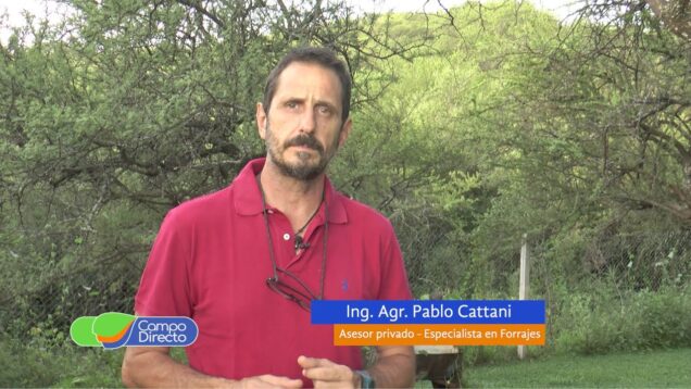 Campo Directo | Maximizamos el aprovechamiento de los verdeos de verano