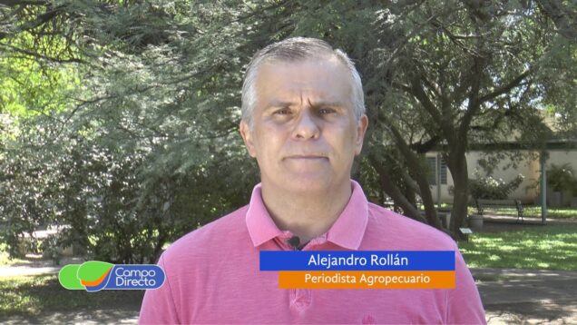 Campo Directo | Precio del Novillo: un 43% menos en dólares