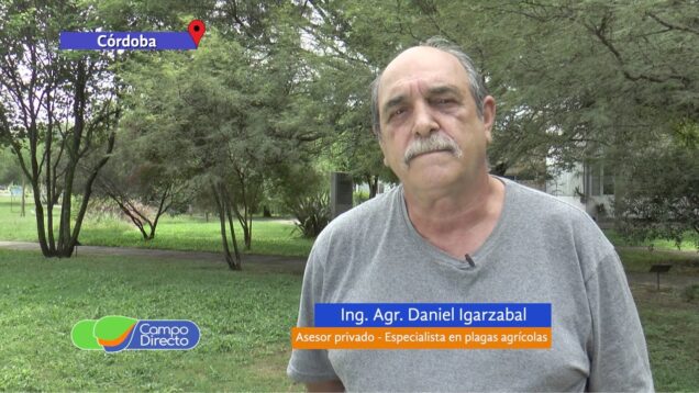 Campo Directo | Plagas en marzo Desde orugas en soja hasta pulgones en sorgo