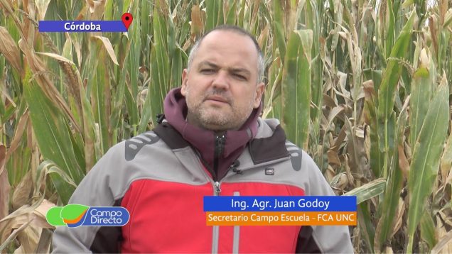 Campo Directo | Picado de Maíz en el Campo Escuela FCA UNC