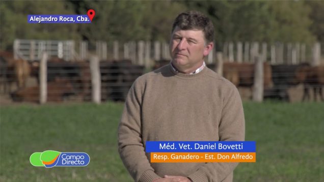 Campo Directo | La raza Limangus | Eficiente para la recría y la industria