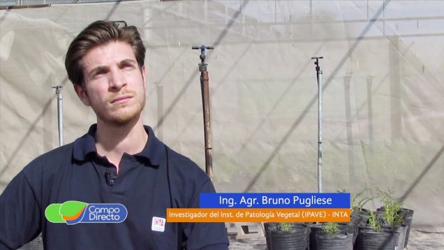 Campo Directo | El IPAVE trabaja en el diagnóstico del “amarillamiento del garbanzo”