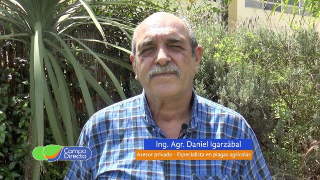 Campo Directo | Alerta de plagas – Daniel Igarzábal