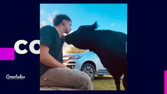 Conectadas | Animales | La vaca clota