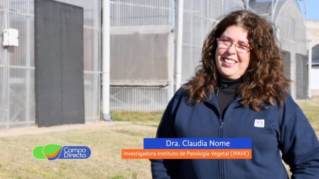 Campo Directo | Detección de virosis en yerba mate