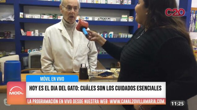 Modo Directo | Móvil en Vivo | Día del Gato