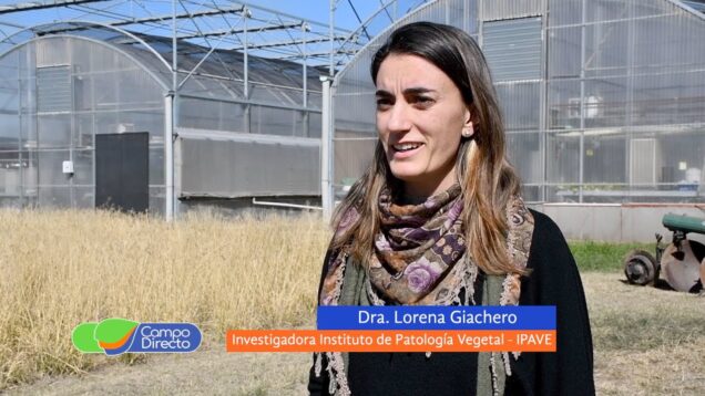 Campo Directo | De la mano del IPAVE conocemos los beneficios de las micorrizas