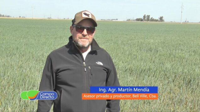 Campo Directo | Insumos biológicos en trigo con estrés hídrico