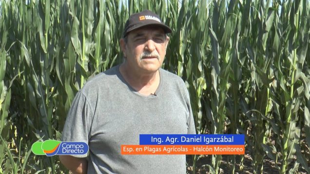 Campo Directo | 7 de oro: Daniel Igarzábal nos cuenta más sobre esta problemática