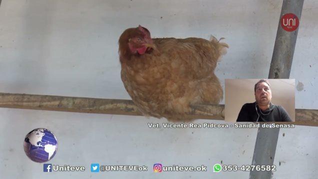 UNITEVE | Preocupación por la Gripe Aviar