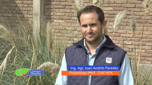 Campo Directo | El carbón de maní una amenaza siempre latente