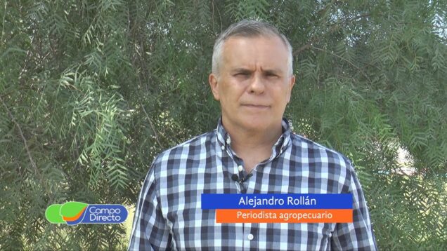 Campo Directo | El novillo la pasa mejor que el ternero y el cerdo se mantiene firme