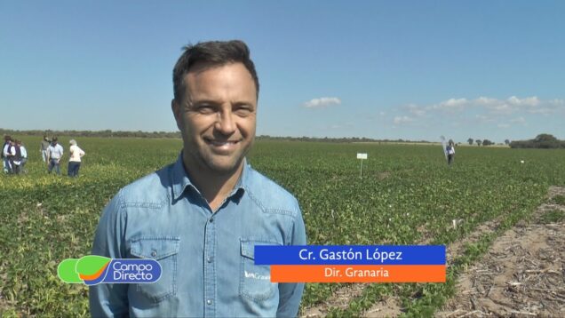 Campo Directo | Novedades en semillas de poroto, de la mano de Granaria