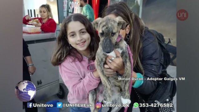 UNITEVE | El sábado será en segundo encuentro de galgos