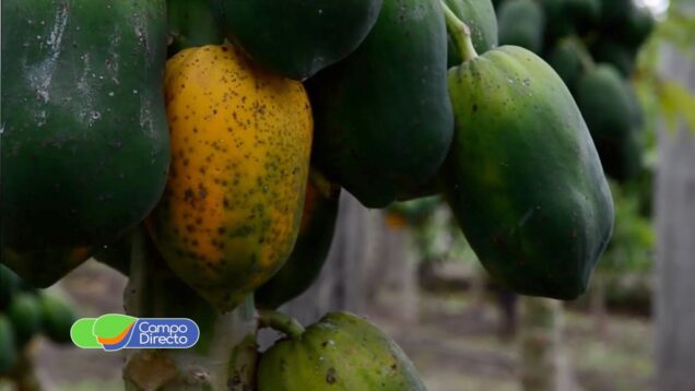 Campo Directo | Importante estudio del IPAVE sobre virus que afecta el cultivo de papaya
