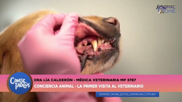 Conectadas | Gabriela Demilta – Médica Vet Mp 3619 – Dra. Lía Calderón – Primer visita al veterinario