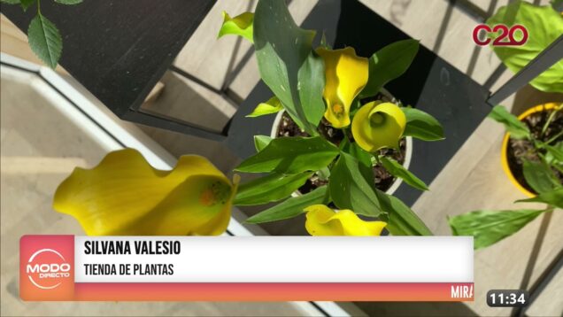 Modo Directo | Silvana Valesio – Tienda de Flores