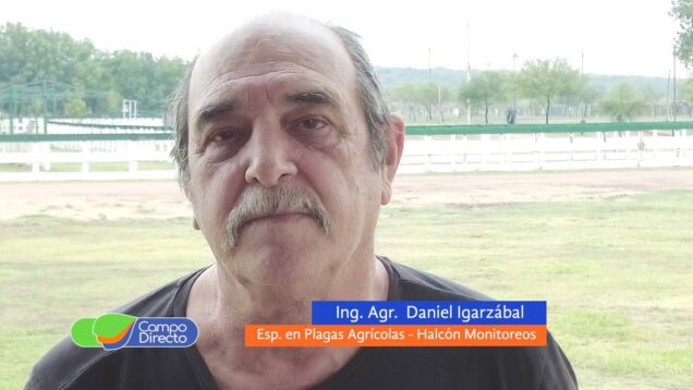 Campo Directo | Bicho bolita y orugas acechan la campaña