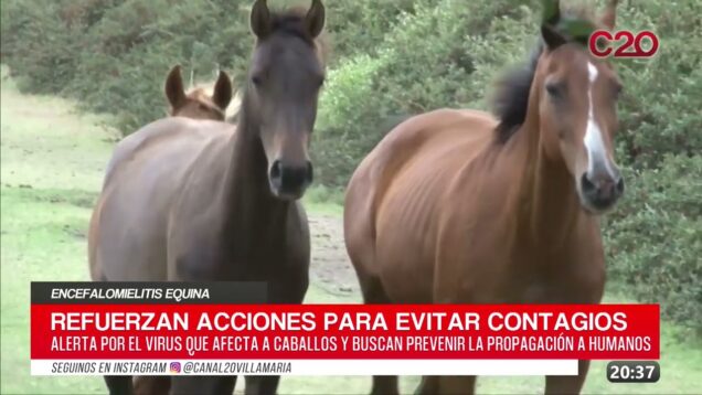 C20 Noticias | Encefalomielitis-Equina – Víctor Moya