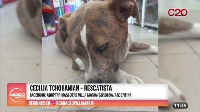 Modo Directo | Maltrato Animal – Cecilia Tchobanian