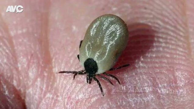 SANIDAD URBANA – Control de Pulgas, Garrapatas, Mosquitos y Alacranes – A VER CONTAME (AVC)