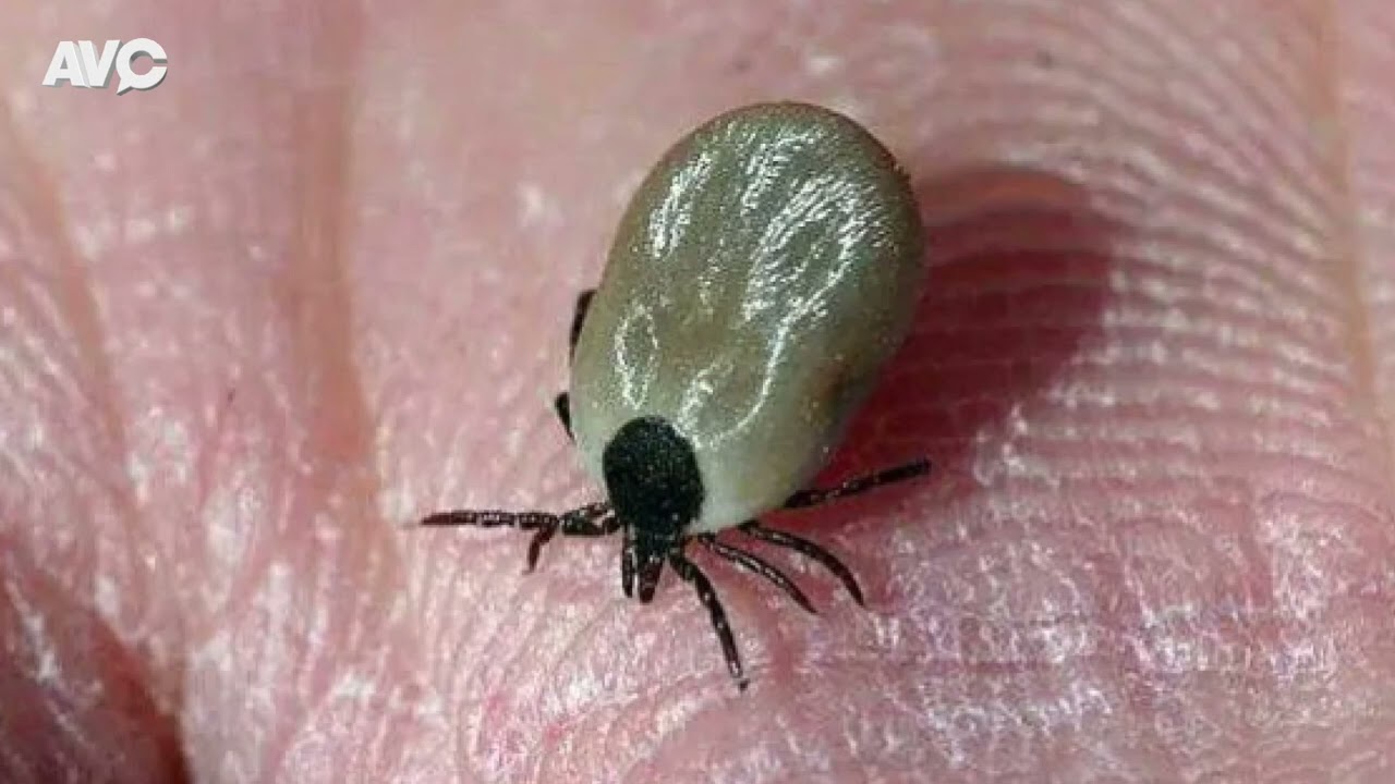 SANIDAD URBANA – Control de Pulgas, Garrapatas, Mosquitos y Alacranes – A VER CONTAME (AVC)