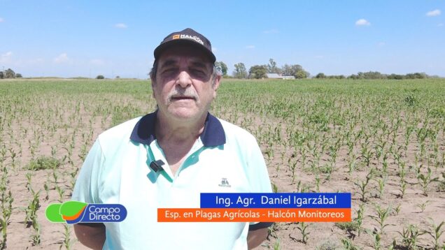 Campo Directo | Alarma de Plagas – Ing. Daniel Igarzábal