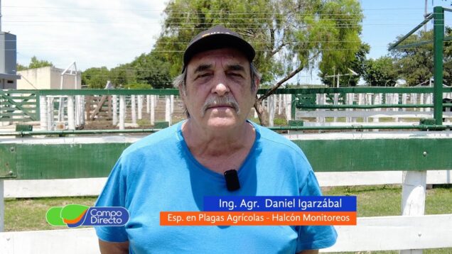 Campo Directo | Oruga Medidora – Ing Agronomo Daniel Igarzabal