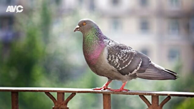 SANIDAD URBANA – Exclusión de Aves – A VER CONTAME (AVC)