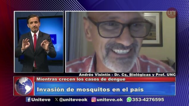 Uniteve Noticias | Invasión de mosquitos en el país