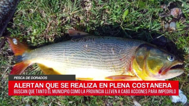 C20 Noticias | Pesca de dorados – Gonzalo Varela