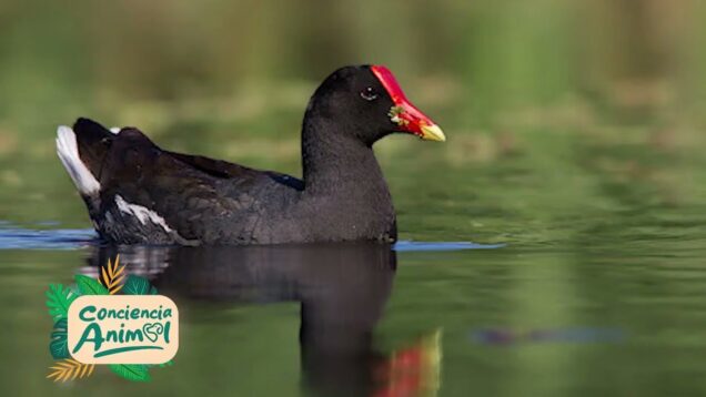 C20 Noticias | Conciencia Animal – Aves Urbanas – Walter Deboever “Chetoba” – Fotógrafo y pobservador de Aves