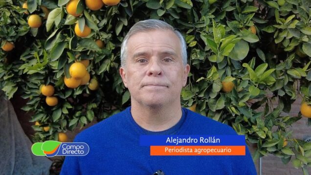 Campo Directo | Consejos para hacer maíz luego de la “chicharrita”