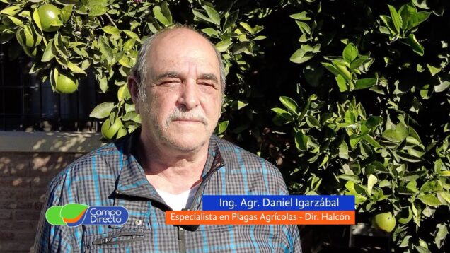 Campo Directo | La “chicharrita” tiene una alta capacidad para transmitir enfermedades