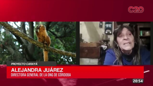 C20 Noticias | Proyecto Carayá – Alejandra Juarez