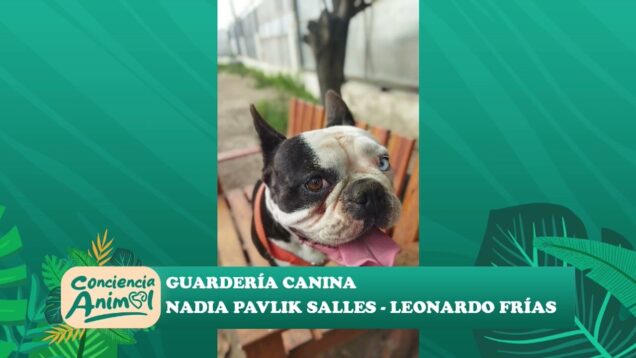 Conciencia Animal | Guardería Canina – Nadia Pavlik Salles y Leonardo Frías