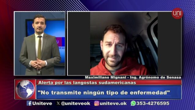 Uniteve Noticias | Alerta por las langostas sudamericanas
