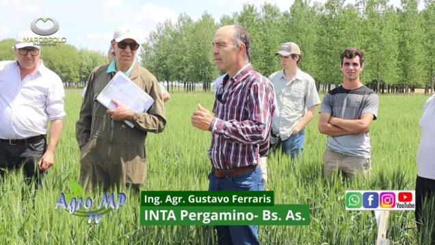 Agro MP Programa 817