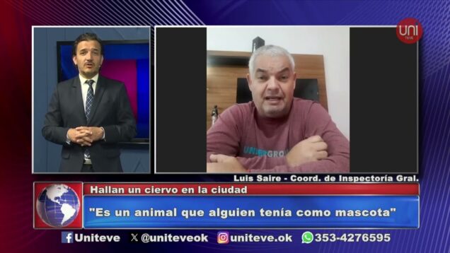 Uniteve Noticias | Apareció un ciervo en el barrio San Juan Bautista – Luis Saire