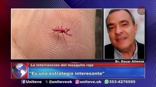 Uniteve Noticias | El mosquito rojo como estrategia contra el dengue
