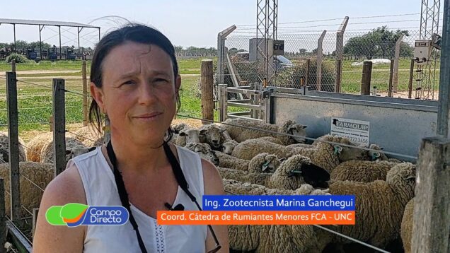 Campo Directo | ¿Qué sabemos de producción ovina?