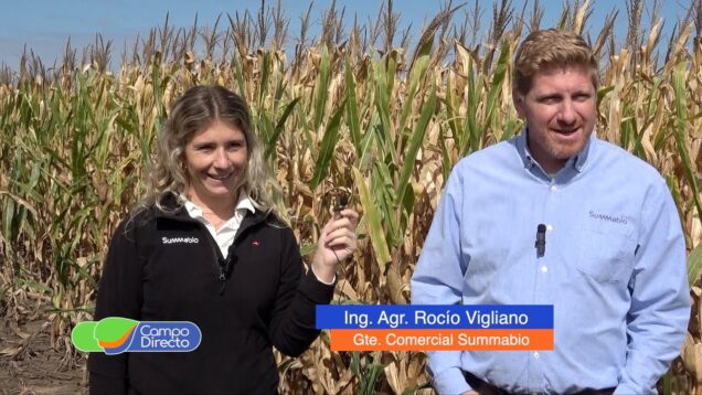 Campo Directo | Ensayos de Summabio con biológicos en Almafuerte – Maíz