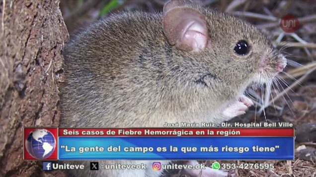 Uniteve Noticias | Preocupación por seis casos de Fiebre Hemorrágica en la región