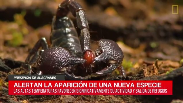 C20 Noticias | Presencia de Alacranes – Gabriel Giménez Parte 02