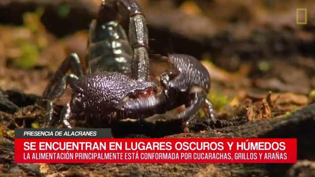 C20 Noticias | Presencia de Alacranes Parte 01 – Gabriel Giménez